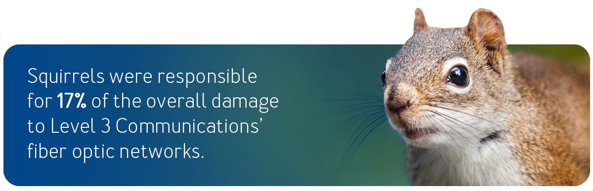 Squirrels were responsible for 17% of the overall damage to Level 3 Communications’ fiber optic networks.